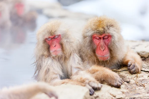 Schneeaffen in Nagano, Japan — Stockfoto