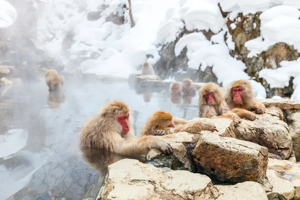 Scimmie delle nevi a Nagano, Giappone — Foto Stock