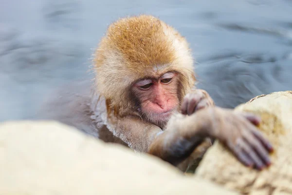 Baby sneeuw aap — Stockfoto