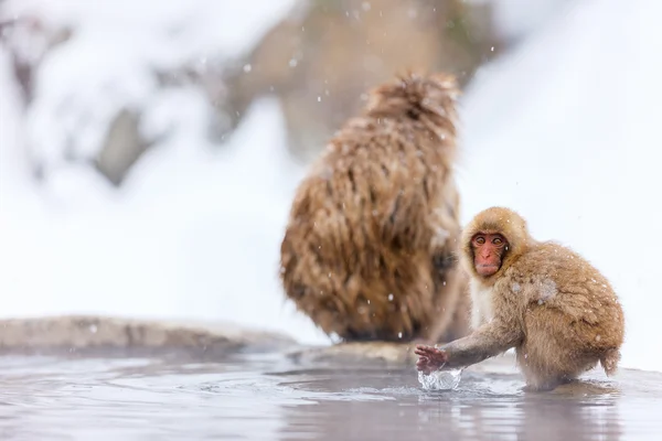 Scimmie delle nevi a Nagano, Giappone — Foto Stock