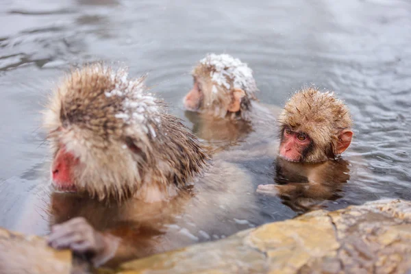 Kar maymunları Nagano, Japonya — Stok fotoğraf