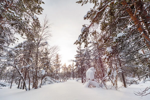 Paisagem de inverno na Lapônia Finlândia — Fotografia de Stock
