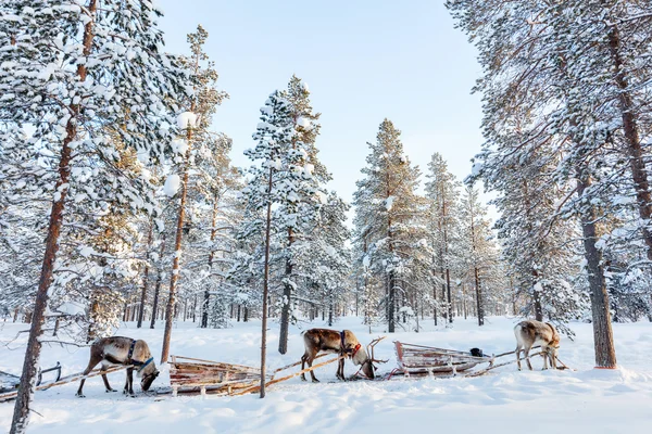 Safári de renas na Lapônia Finlândia — Fotografia de Stock