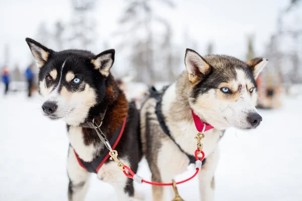 Safari Husky en Laponia Finlandia — Foto de Stock