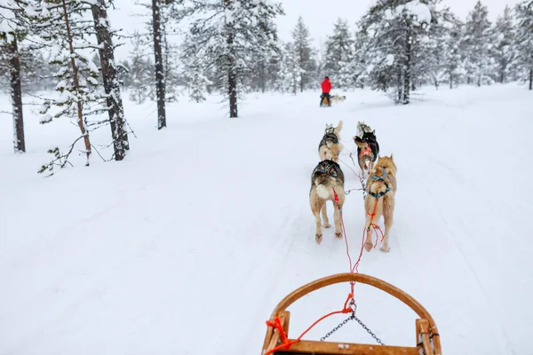 Husky safari in Lapland Finland — Stockfoto