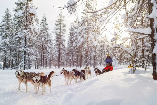 Husky safari in Lapland Finland — Stock Photo, Image