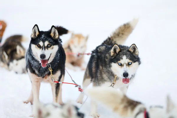 Husky-Safari in Lappland Finnland — Stockfoto