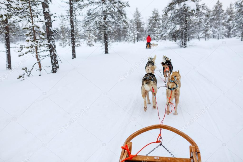 Husky safari in Lapland Finland