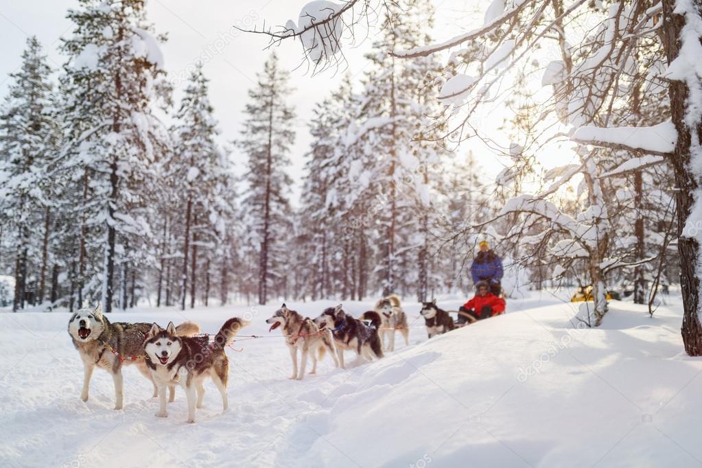 Husky safari in Lapland Finland