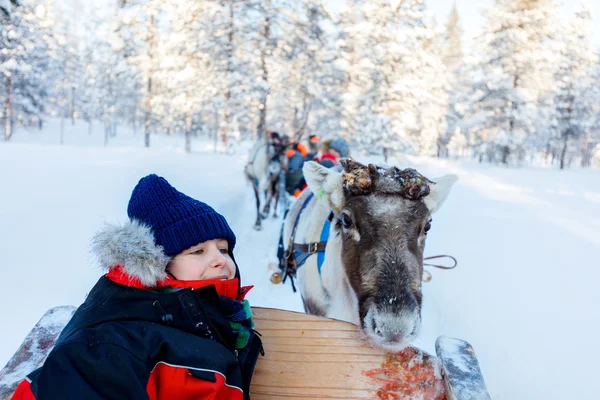 Safári de renas na Lapônia Finlândia — Fotografia de Stock