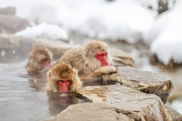 Kar maymunları Nagano, Japonya — Stok fotoğraf