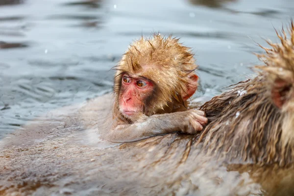 Macacos em Nagano, Japão — Fotografia de Stock