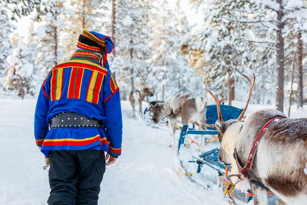 Safari alle renne in Lapponia Finlandia — Foto Stock