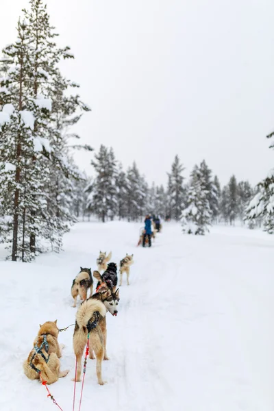 Husky safari in Lapland Finland — Stock Photo, Image