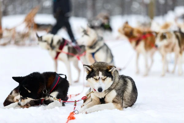 Lapland Finland Husky safari — Stok fotoğraf