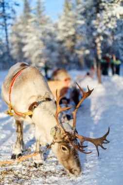 Reindeer safari in Lapland clipart