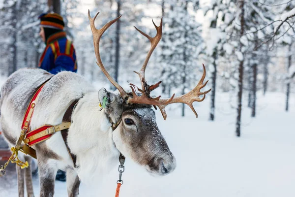 Rendier safari in Lapland — Stockfoto