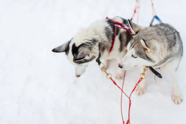 Safari Husky en Laponia — Foto de Stock