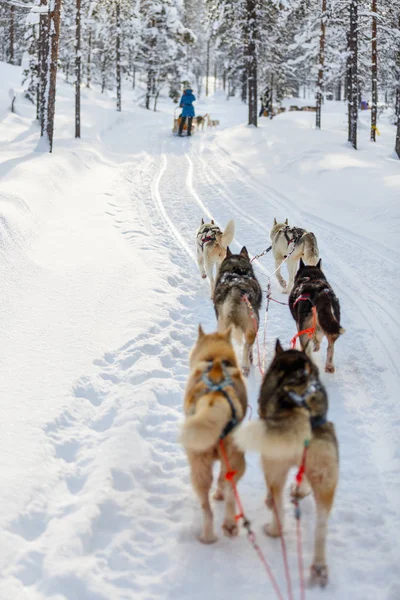 Husky safari v Laponsku — Stock fotografie