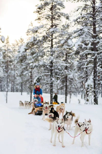 Husky safari in Lapland — Stock Photo, Image
