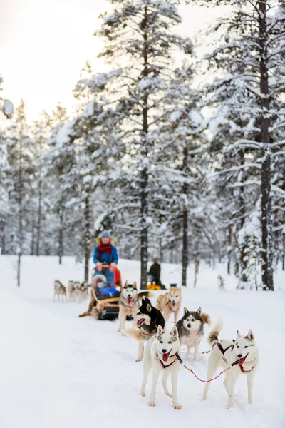 Husky safari in Lapland — Stockfoto