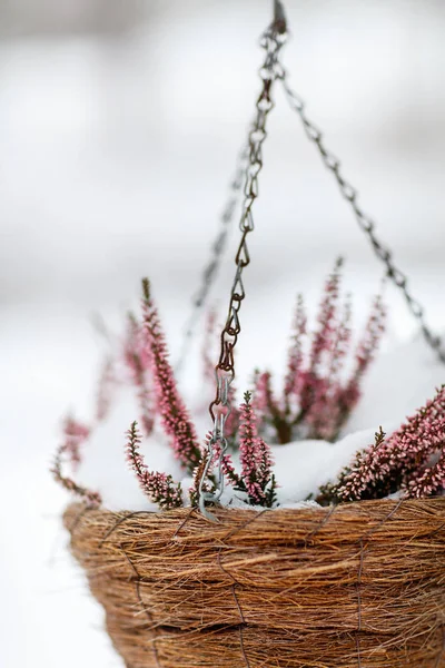 Blumen mit Schnee bedeckt — Stockfoto