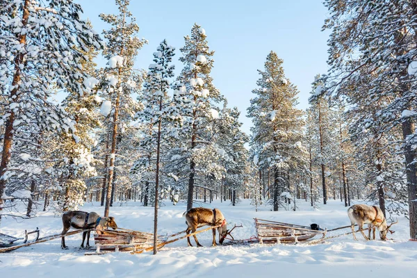 Rentiersafari in Lappland — Stockfoto