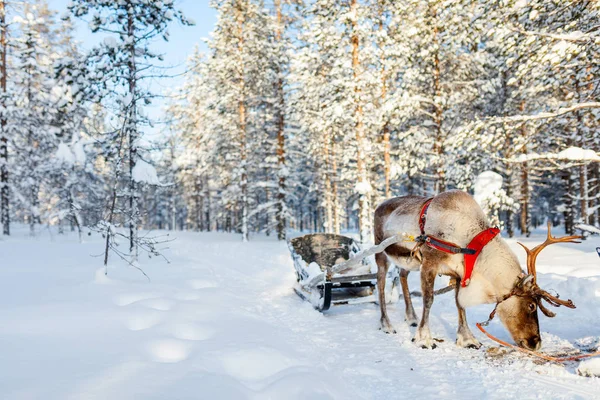 Reindeer safari in Lapland — Stock Photo, Image