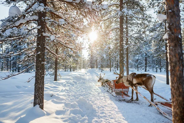 Rendier safari in Lapland — Stockfoto