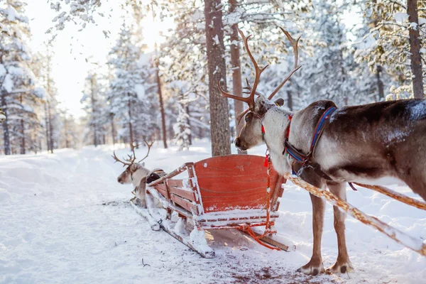 Reindeer safari in Lapland — Stock Photo, Image