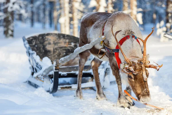 Safári de renas na Lapônia — Fotografia de Stock