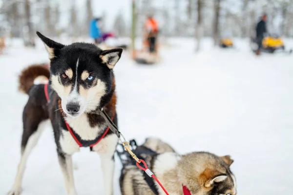 Husky szafari a lappföldi — Stock Fotó