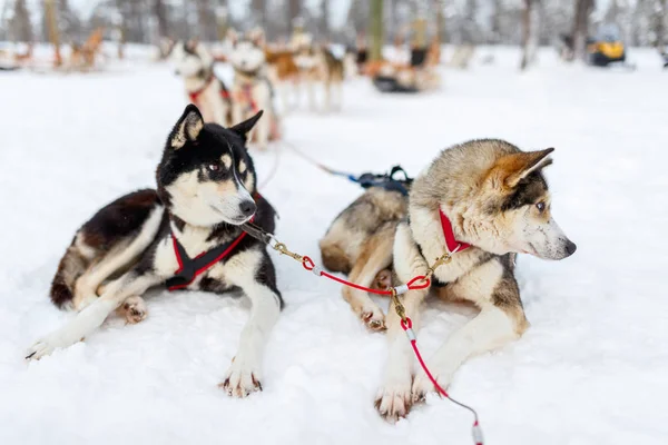 Husky safari v Laponsku — Stock fotografie