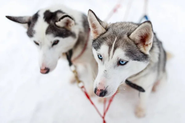 Husky safari v Laponsku — Stock fotografie