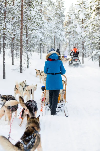 Husky safari in Lapland — Stockfoto