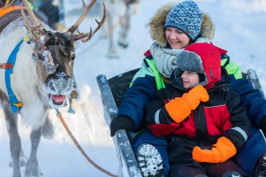 Reindeer safari in Lapland clipart