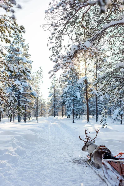 Rentiersafari in Lappland — Stockfoto