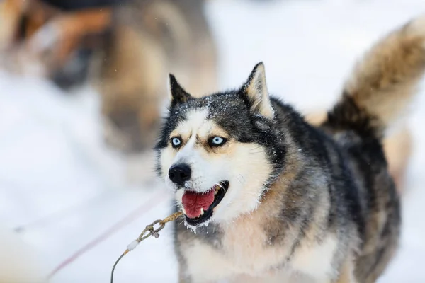 Husky safari v Lapland Finland — Stock fotografie