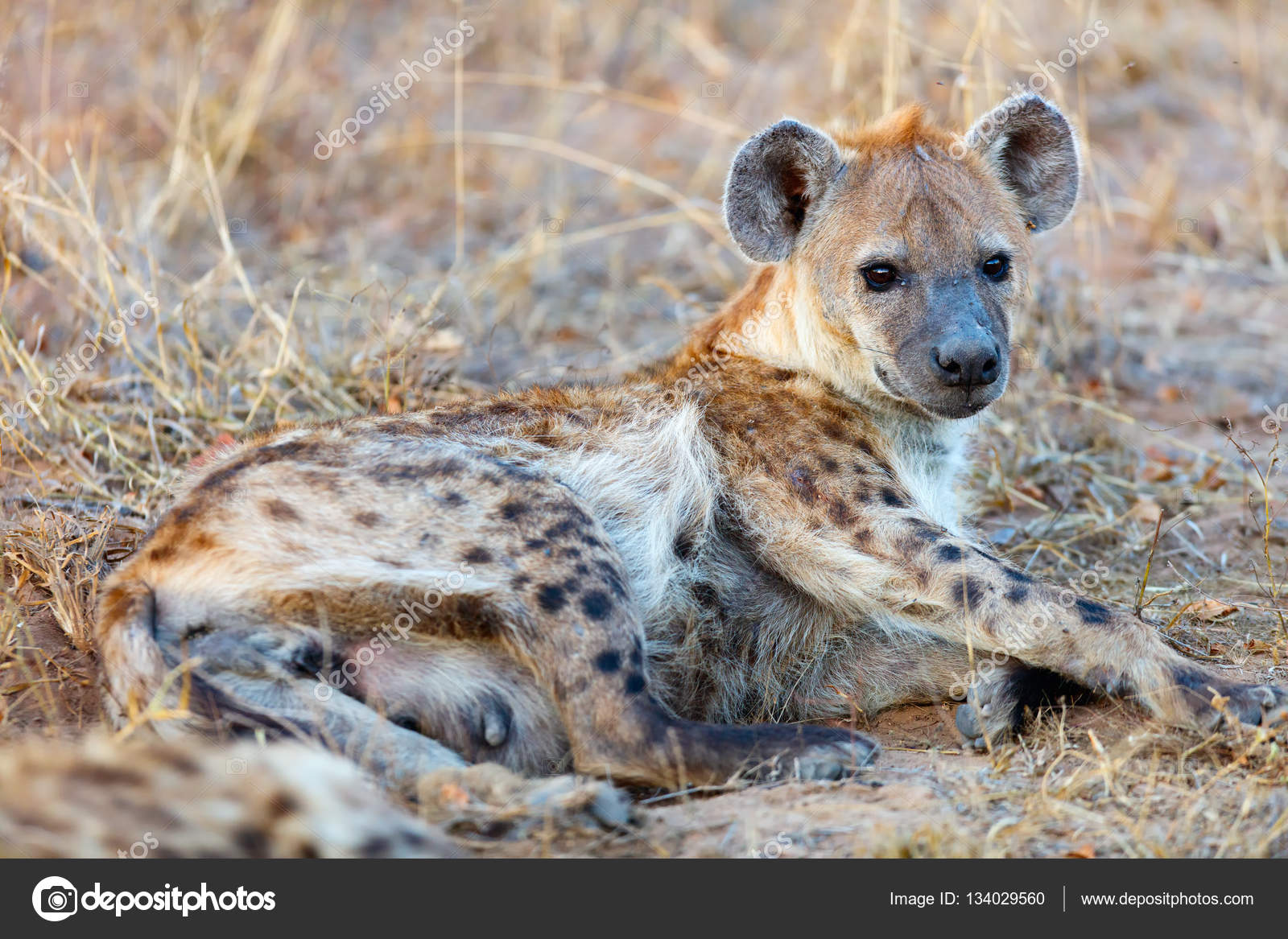 Hyenas In Africa Biology Diagrams