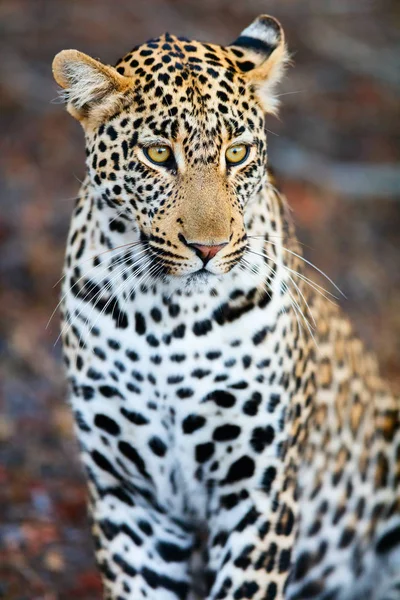 Giovane leopardo maschio — Foto Stock