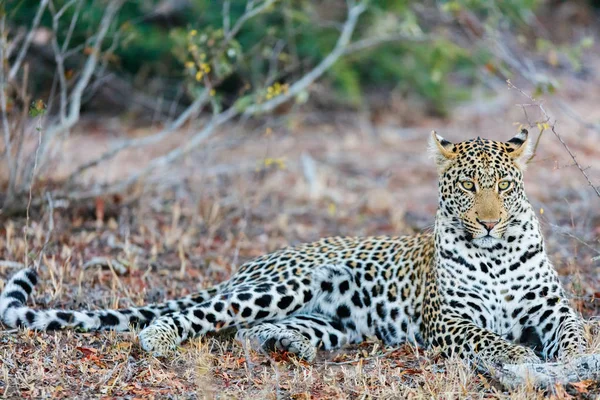 Unga manliga leopard — Stockfoto