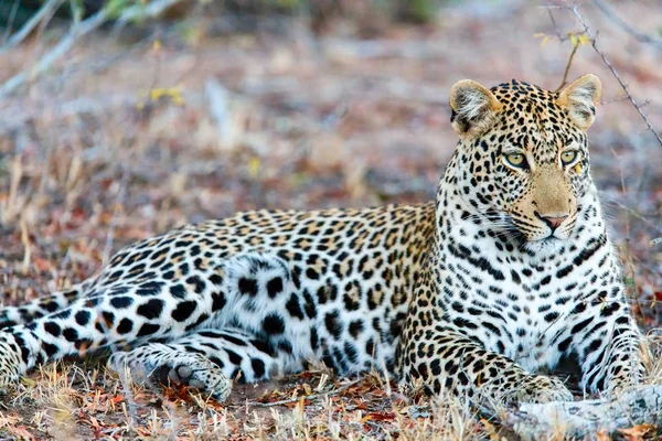 Mladý muž leopard — Stock fotografie