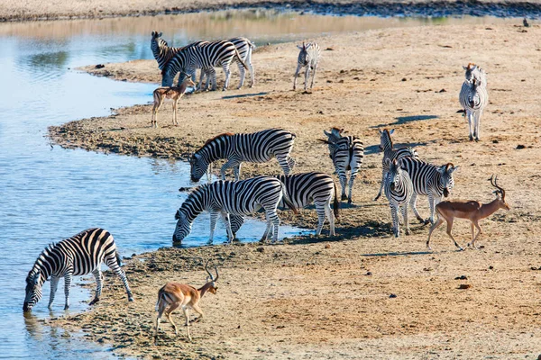 Зебры в сафари-парке — стоковое фото