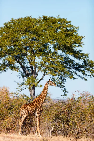 Giraffe in Safari Park — Stockfoto