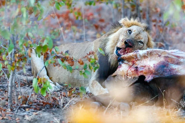 Lejon äter buffalo — Stockfoto