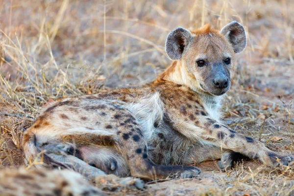 Hyena em África — Fotografia de Stock