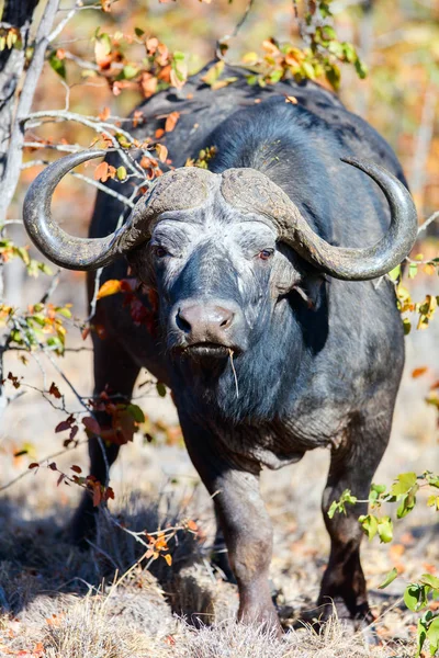 Buffalo in safari park — Stock Photo, Image