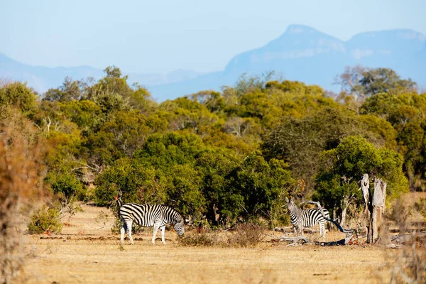 Zebre nel parco safari — Foto Stock