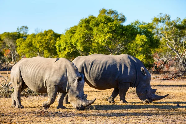Rinocerontes brancos no parque de safári — Fotografia de Stock
