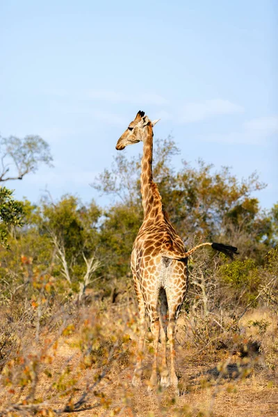 Girafe dans le parc Safari — Photo